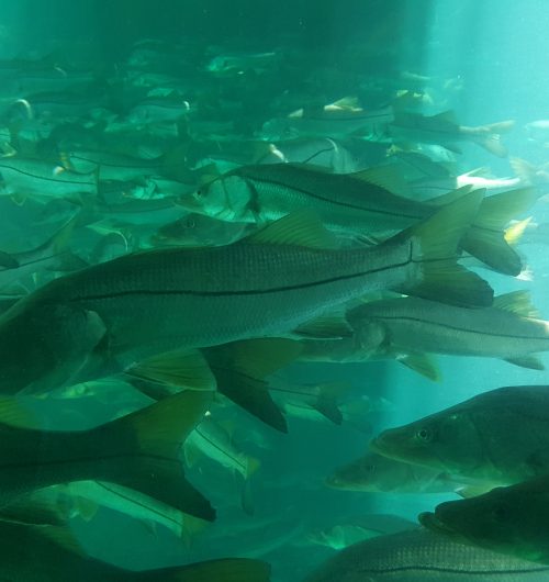 Picture of fish