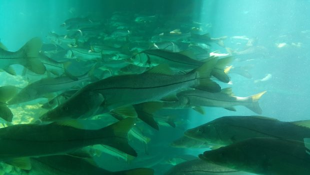 Picture of fish