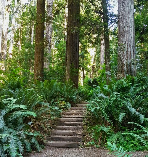 Picture of wooden stairs leading into redwood forest