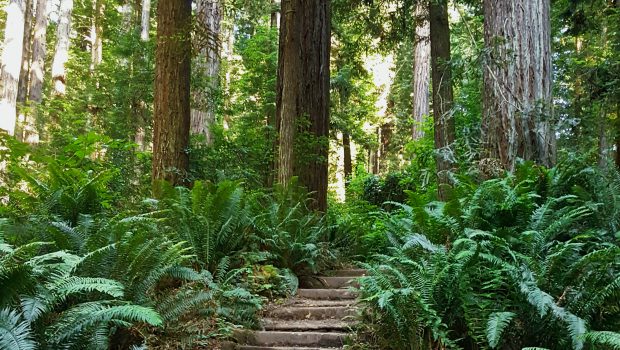 Picture of wooden stairs leading into redwood forest
