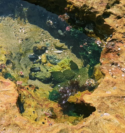 Picture of life inside a tidepool