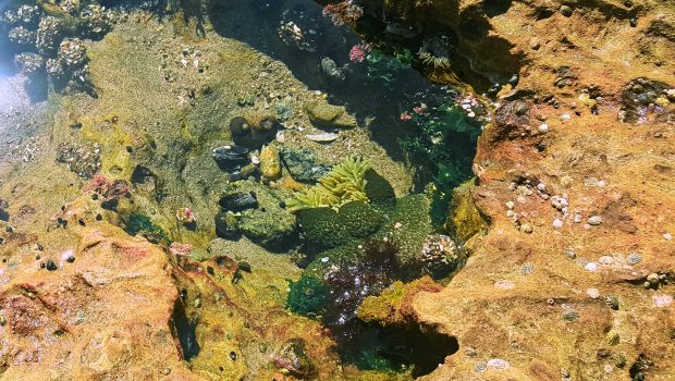 Picture of life inside a tidepool