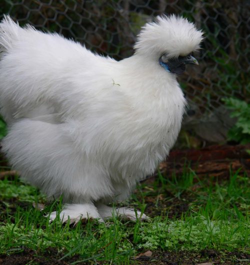 A chicken so fluffy that it looks fake, but it isn't