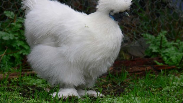 A chicken so fluffy that it looks fake, but it isn't