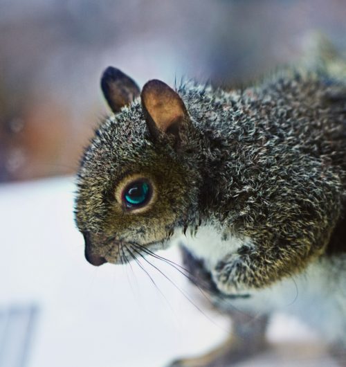 Very cold-looking squirrel