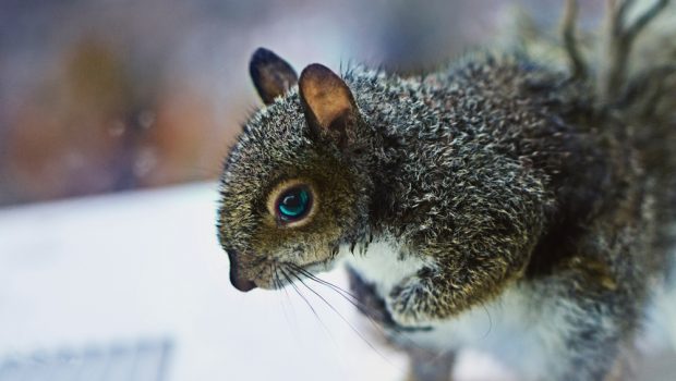 Very cold-looking squirrel