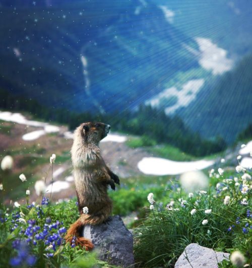 A dazzled looking marmot gazing out on a mountain scene