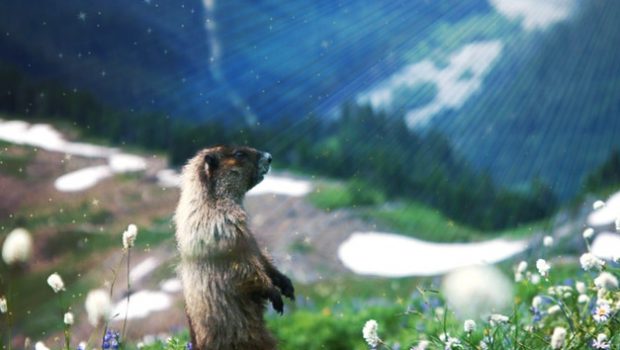 A dazzled looking marmot gazing out on a mountain scene