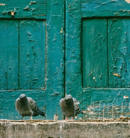 Two pigeons sitting on a window ledge by a weathered shutter