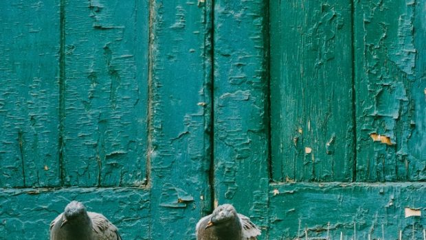 Two pigeons sitting on a window ledge by a weathered shutter