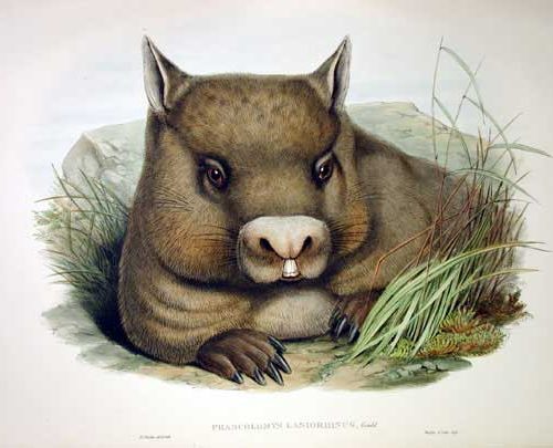 Drawing of a wombat eating grass