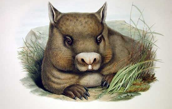 Drawing of a wombat eating grass