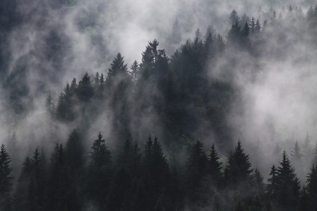 Dark Forest in the Fog; image by Roksolana Zasiadko